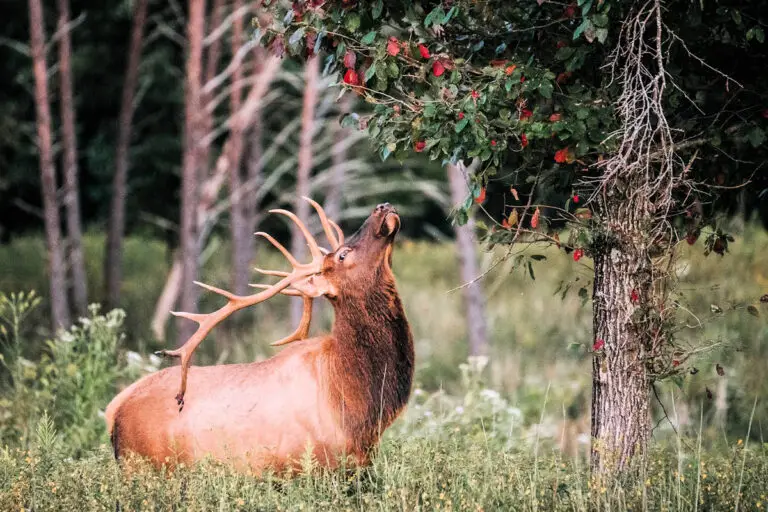 ANIMALES DEL BOSQUE » Significado, Características, Clasificación Y Ejemplos