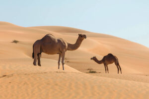 Animales del Desierto