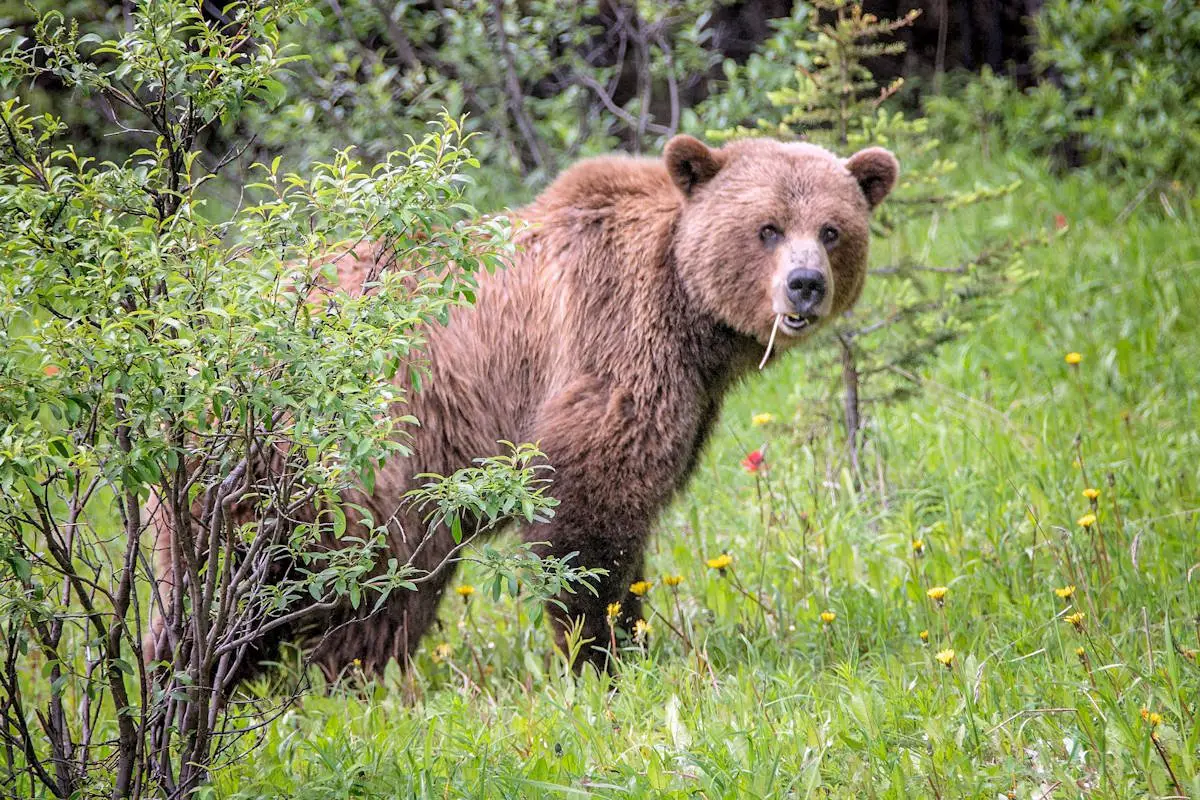 Animales Del Bosque Significado Características Clasificación Y