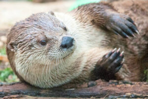 Animales que empiezan por N