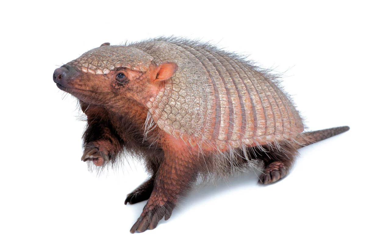 Armadillo-Animales Terrestres