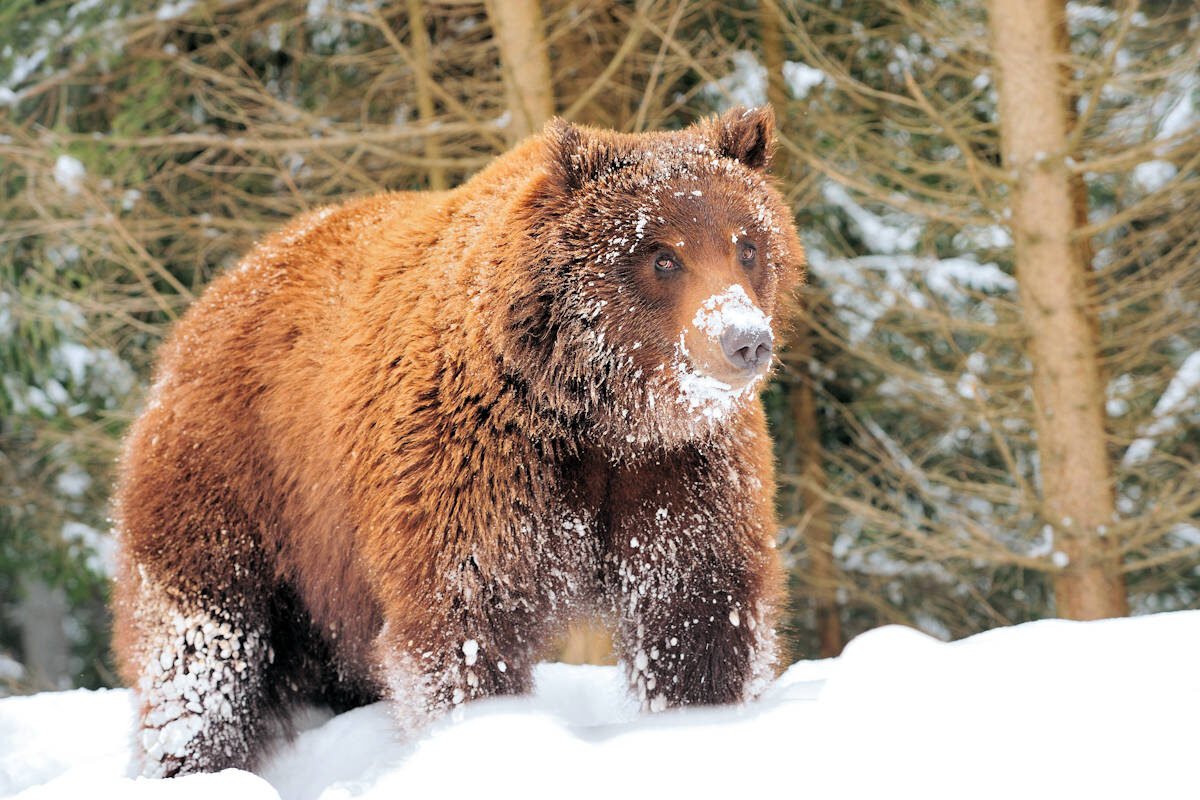 Бурый медведь Томской области