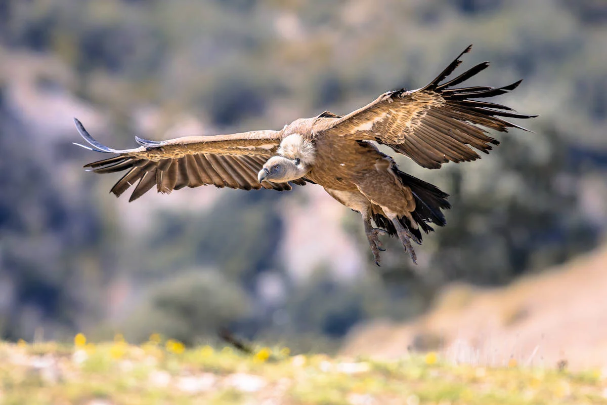 Características de los Animales Aéreos
