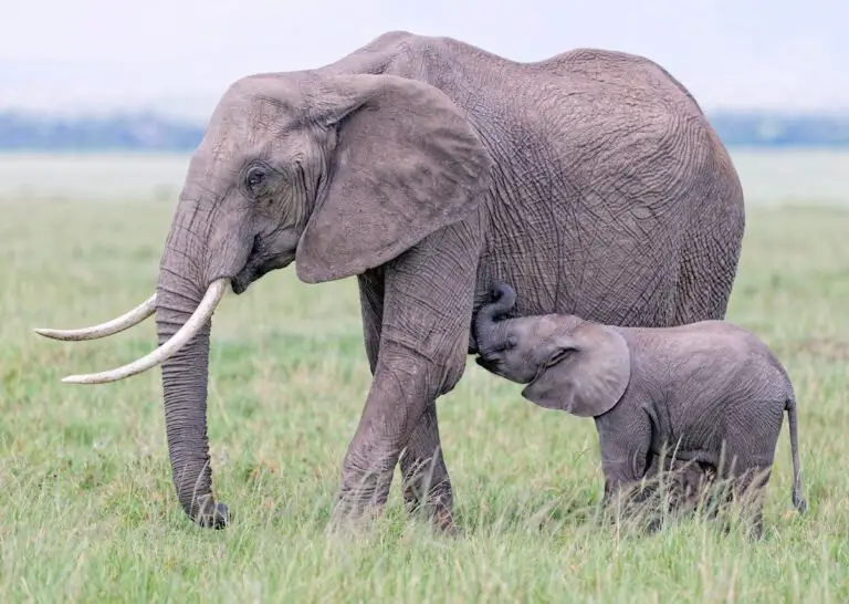 ANIMALES VIVÍPAROS » Significado, Características, Clasificación Y Ejemplos ANIMALES VIVÍPAROS » Significado, Características, Clasificación Y Ejemplos
