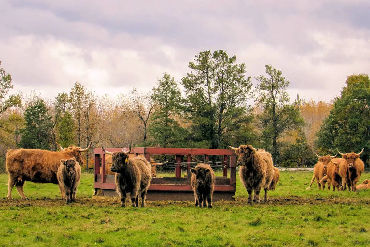 Animales De Granja Significado Caracteristicas Clasificacion Y Ejemplos