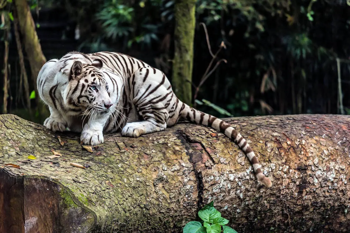 ANIMALES CARNÍVOROS » Estilo De Vida, Especies Y Características