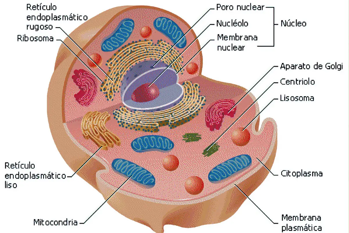 Estructura Basica De La Celula Partes De Una Celula Vegetal XVPVKE Estructura Basica De La Celula Partes De Una Celula Vegetal XVPVKE
