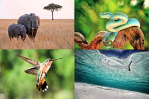 Clasificación de los Animales