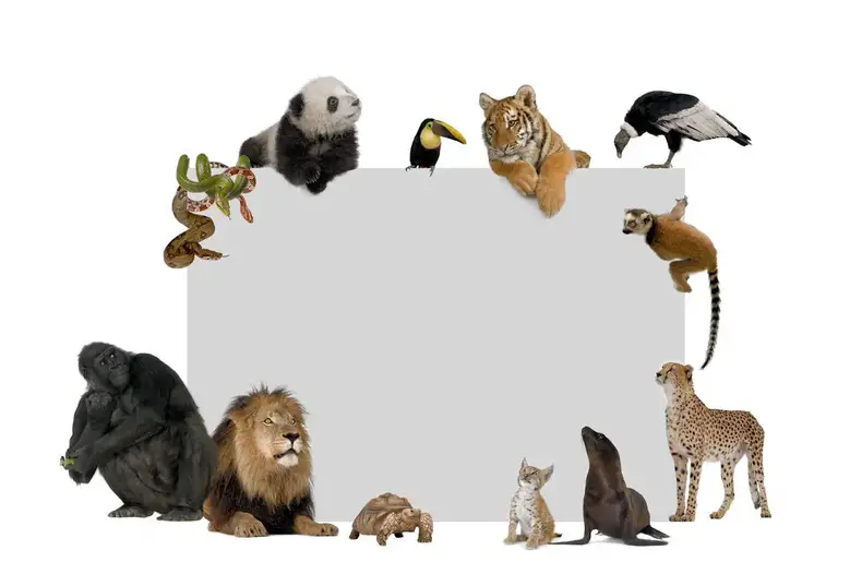 Grupo de Animales y su clasificación