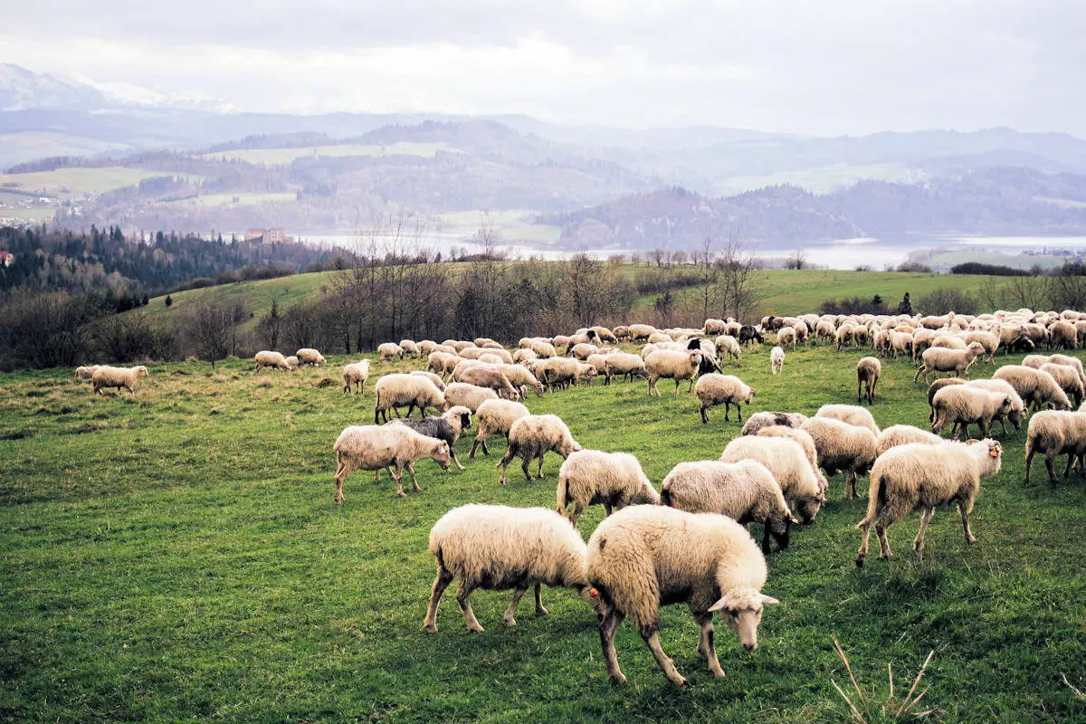 Animales De Granja Significado Caracteristicas Clasificacion Y Ejemplos