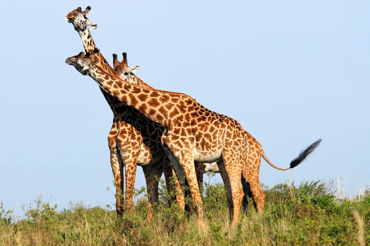 ANIMALES VIVÍPAROS » Significado, Características, Clasificación Y Ejemplos