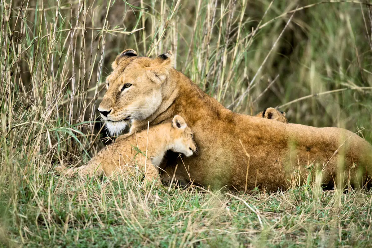 ANIMALES VIVÍPAROS » Significado, Características, Clasificación Y Ejemplos