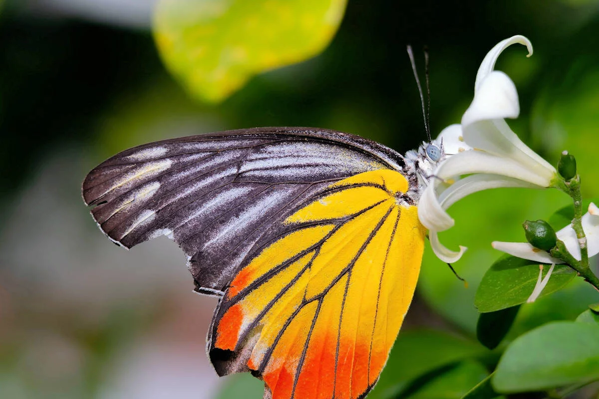 Mariposa-Insectos Herbívoros
