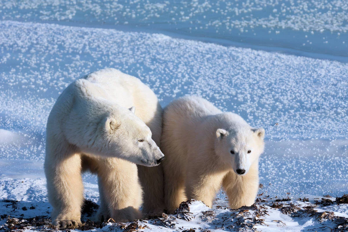 Oso Polar-Animales Terrestres
