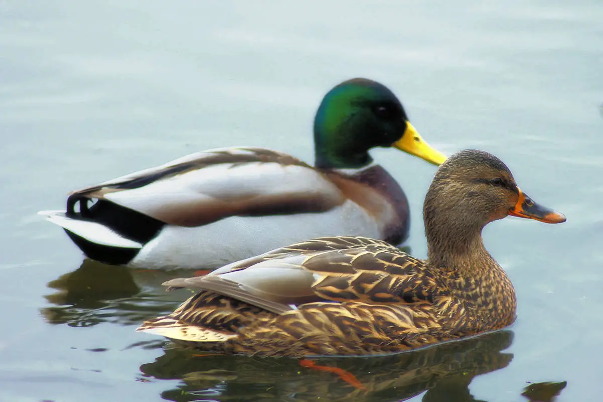 Animales OmnÍvoros Características Alimentación Y Formas De Vida