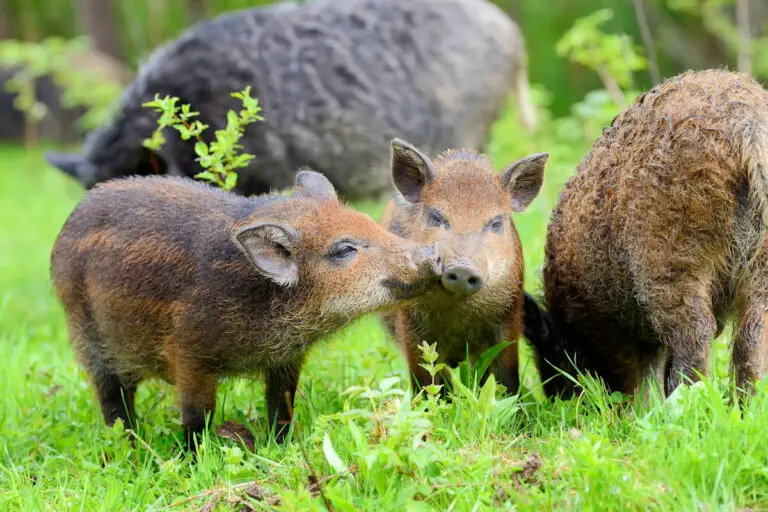 Animales OmnÍvoros Características Alimentación Y Formas De Vida