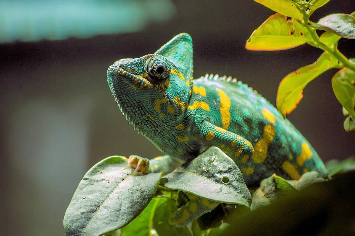 ANIMALES EXÓTICOS » Significado, Características, Clasificación Y Ejemplos ANIMALES EXÓTICOS » Significado, Características, Clasificación Y Ejemplos