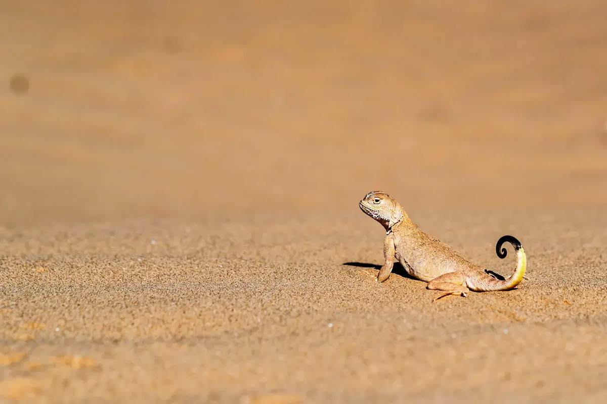 ANIMALES DEL DESIERTO » Significado, Características, Clasificación Y