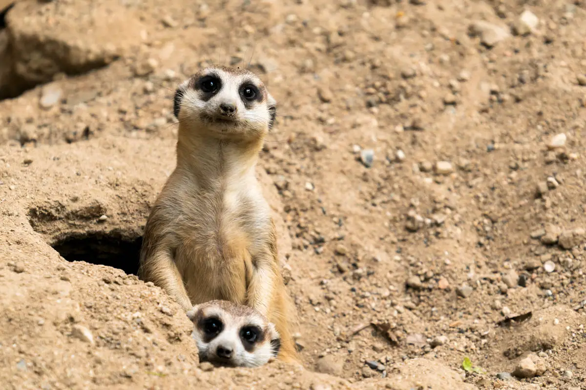 Animales Invertebrados Del Desierto