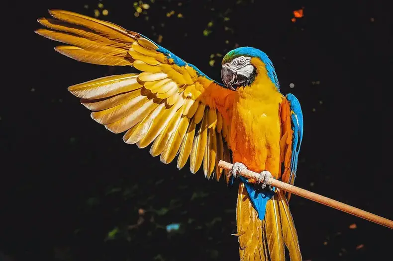 Tipos de Animales